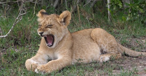 African Lion (panthera leo), cub Yawning, Masai Mara Park in Kenya