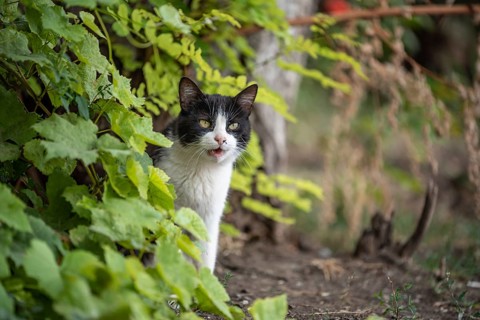 Angry black and white cat in the green bushes