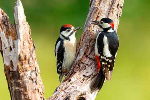 Great spotted woodpecker (Dendrocopus major) Young bird being fed by male, Germany, Europe