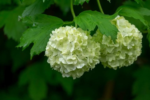 Common guelder rose (Viburnum opulus), Roseum variety