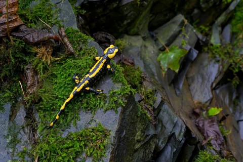 Fire salamander (Salamandra salamandra), Hesse, Germany, Europe
