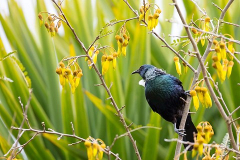 A Tui bird (Prosthemadera novaeseelandiae) feeding on Kowhai nectar in Taupo, New Zealand, Oceania