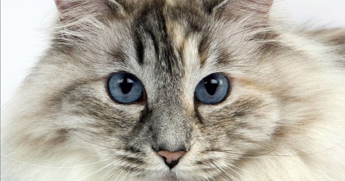 White and Seal Tabby Point Siberian Domestic Cat, Female against White Background