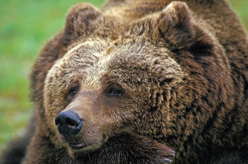 Brown Bear (ursus arctos), Portrait of Adult, Funny Face