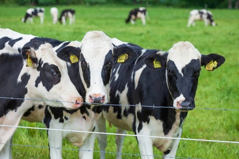 Cows on pasture with electric fence, Hude, Lower Saxony, Germany, Europe