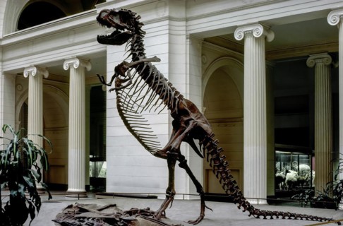 Tyrannosaurus Rex, Field Museum, Chicago