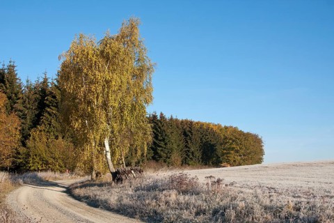 Autumnal