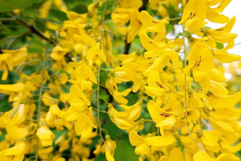 Golden rain (Laburnum anagyroides), in full bloom, Velbert, North Rhine-Westphalia, Germany, Europe