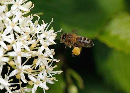 Honey Bee (apis mellifera), Adult in Flight, Flying to Flower with Pollen Baskets, Normandy