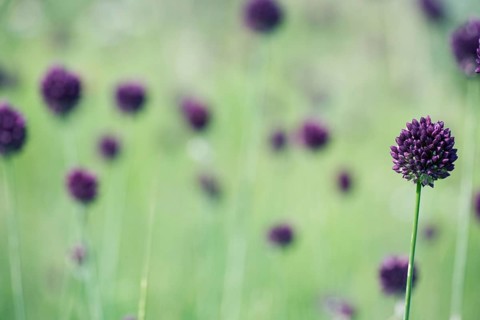 Round-headed Leek (Allium sphaerocephalon), Bulgaria, Europe