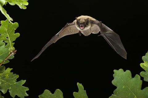 Whiskered bat (Myotis mystacinus), free to roost, Germany, Europe