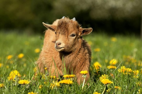 GOAT OR pygmy goat (capra hircus), 3 MONTH OLD BABY WITH FLOWERS