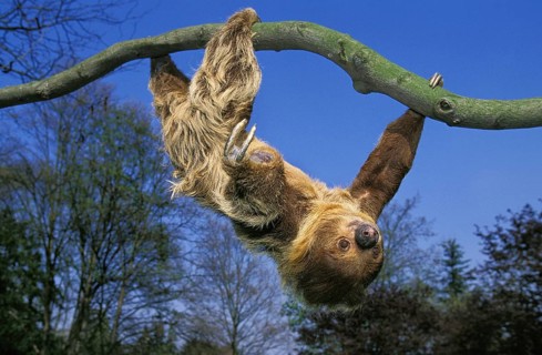 Linnaeus's two-toed sloth (choloepus didactylus), adult hanging from branch