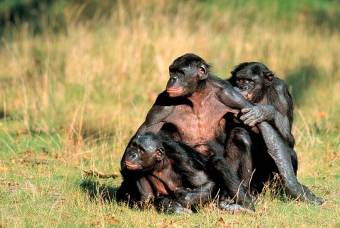 Bonobos (Pan paniscus), bonobos, family (animals) (exterior) (outdoor) (meadow) (frontal) (from the