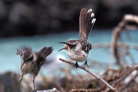 Galapagos Mockingbird (nesomimus parvulus), Adult Singing, Galapagos islands