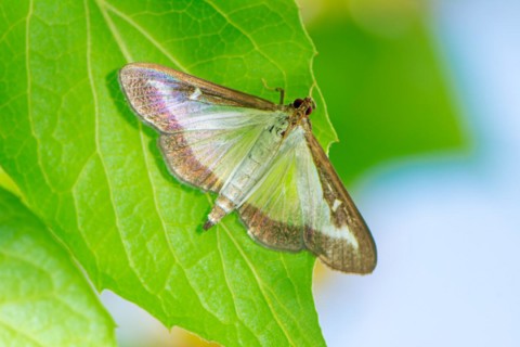 Macro of a box tree moth (Cydalima perspectalis)