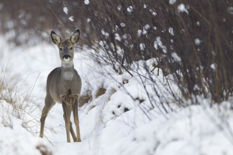 European roe deers (Capreolus capreolus) with velvet covered antler in winter on a swamp aisle