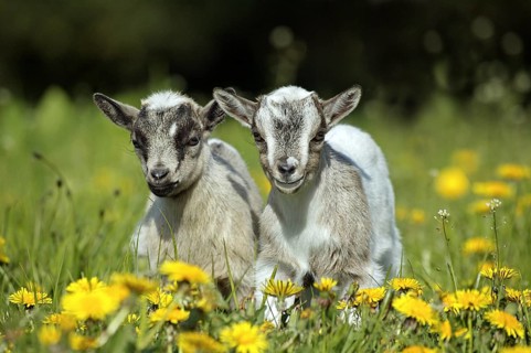 Pygmy goat (capra hircus), 3-month-old baby goat standing on dandelion