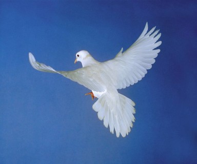 White dove, adult in flight against blue sky