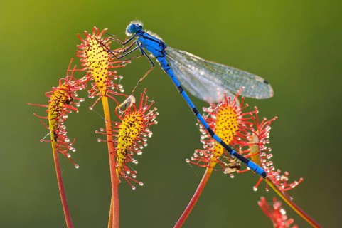 Azure damselfly (Coenagrion puella) trapped on oblong-leaved sundew (Drosera intermedia) Lower
