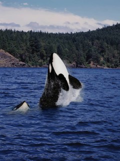 Killer Whale (orcinus orca), Mother and Calf Leaping, Canada, North America
