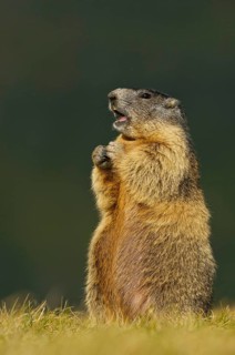 Alpine Marmot (Marmota marmota) Alpine Marmot, Hohe Tauern National Park, Heiligenblut, Austria,