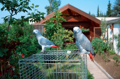 Congo african gray parrot (Psittacus erithacus erithacus), pair, at the cage in the garden