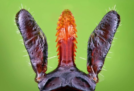 Mouth parts of a female tick (Ixodes ricinus) with stinging apparatus and opened palpi in dorsal