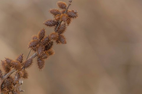 Closeup of a stem of cockleburs with a blurred background, South Korea, South Korea, Asia
