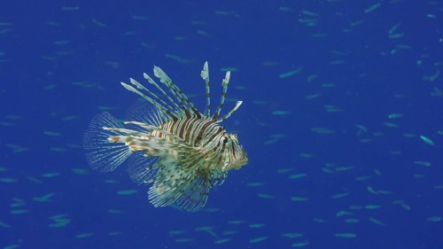 Common Lionfish or Red Lionfish (Pterois volitans) swims in blue deep water and hunting on