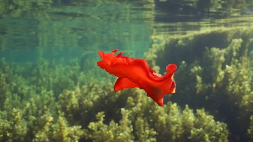 Bright red sea slug dancing swims over thickets Seaweed Brown Sargassum. Spanish Dancer