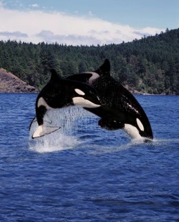 Killer Whale (orcinus orca), Mother and Calf Leaping, Canada, North America