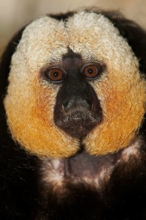 HEAD CLOSE-UP OF WHITE HEADED MALE SAKI (pithecia pithecia)