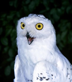 Snowy Owl (nyctea scandiaca), Adult calling