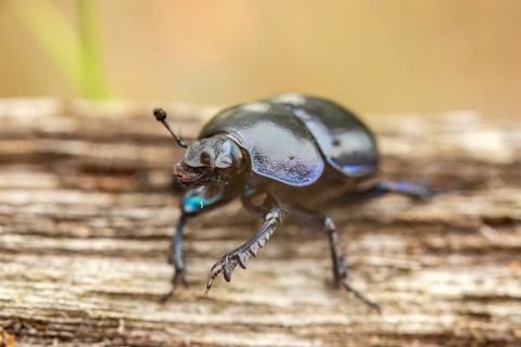 Forest dung beetle on a dead wood
