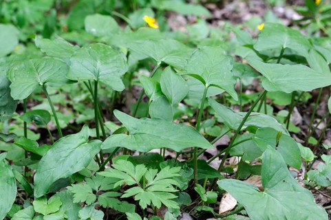 Spotted arum, Germany, Europe