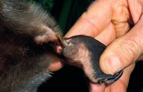 ADULT MALE PLATYPUS (ornithorhynchus anatinus), MAN SHOWING VENOMOUS SPUR ON HIND LEGS, AUSTRALIA