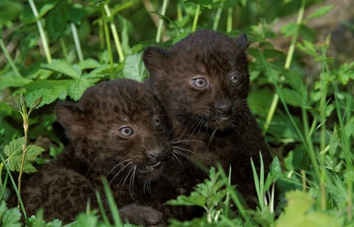Black Panther (panthera pardus), Cub laying on Grass