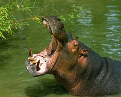 Hippopotamus (hippopotamus amphibius), Adult Yawning with open Mouth