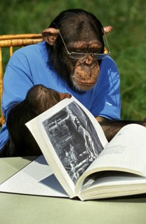 Common chimpanzee (pan troglodytes), dressed and trained to act like humans, reading a book