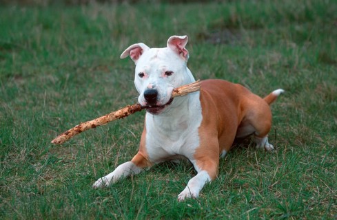American Staffordshire Terrier, Pit Bull, plays with stick