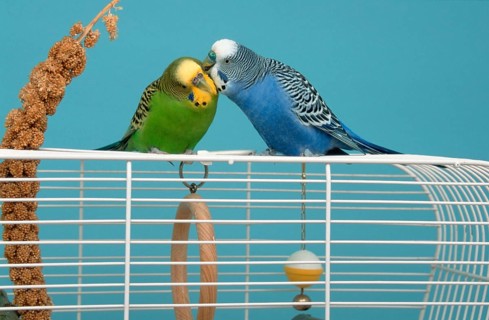 Budgerigars (Melopsittacus undulatus), pair on cage, male grooming female, Budgie