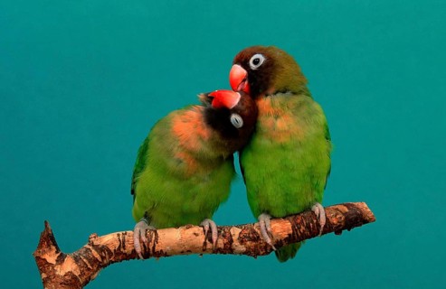 Black-cheeked Lovebirds (Agapornis nigrigenis), pair, Grooming