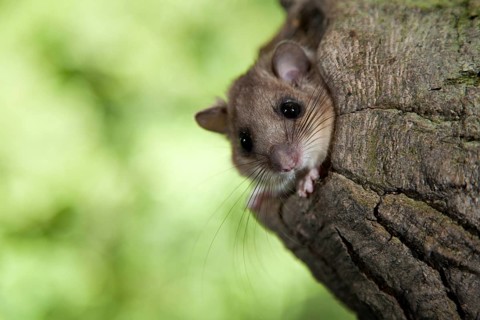Edible dormouse (Glis glis) Baumloch, Rhineland-Palatinate, Germany, Europe