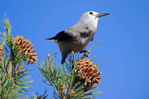 Clark's nutcracker (Nucifraga columbiana), Yellowstone National Park, Wyoming, USA, North America