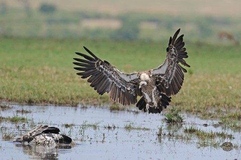 Sparrowhawk lands at bathing site (Gyps rueppelli), Maasai Mara Game Reserve, Kenya, Africa