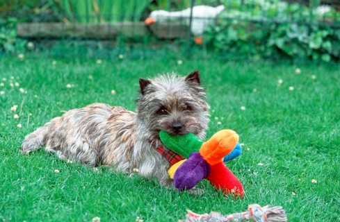 Cairn Terrier with toy, brindle