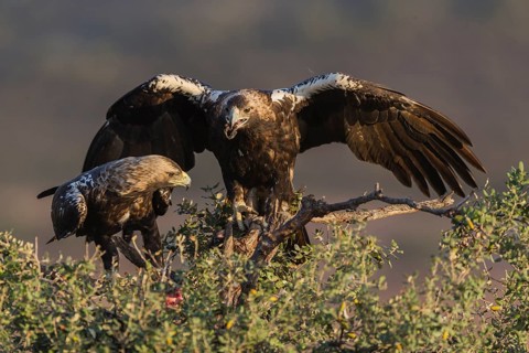 Spanish imperial eagle (Aquila adalberti), Spain, Europe