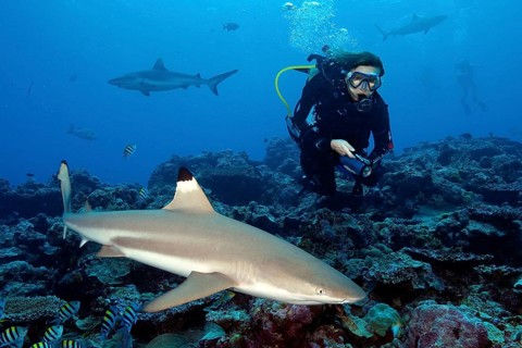 Diver and blacktip reef shark, blacktip reef shark (Carcharhinus melanopterus)
