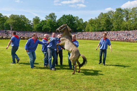Captured stallion, yearling, Dülmener Wild stallion, Dulmen, Münsterland, North Rhine-Westphalia,